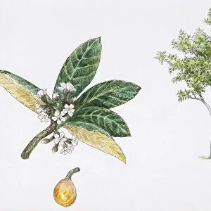 Loquat (Eriobotrya japonica) plant with flower, leaf and fruit, illustration