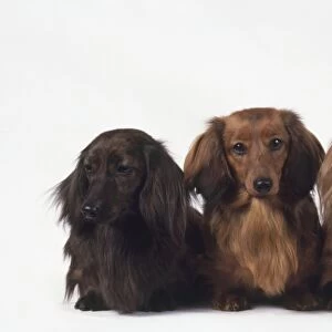 Three red and brown Long Haired Dachshund dogs sitting together