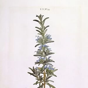 Rosemary (Rosmarinus officinalis), Henry Louis Duhamel du Monceau, botanical plate by Pierre Joseph Redoute