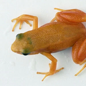 Small orange frog from above with toe pads on its long thin digits