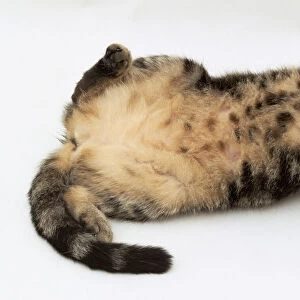 Tabby cat lying on its back on floor