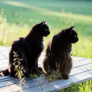 Two black long hair cats