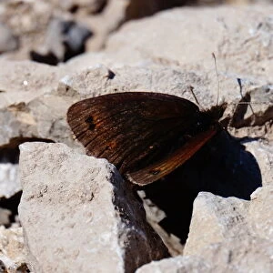Butterfly, Picos de Europa, Spain