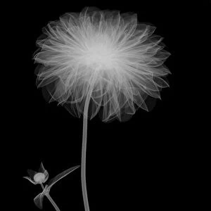 Chrysanthemum flower stem with leaves, X-ray