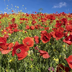 Field of bright red poppies (Papaveraceae), Andalusia, Spain