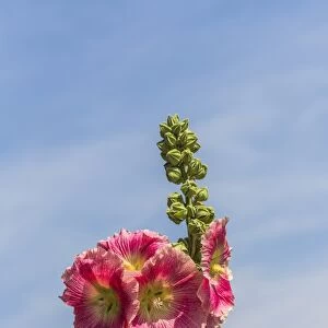 Flowering Hollyhock -Alcea rosea-, Bavaria, Germany