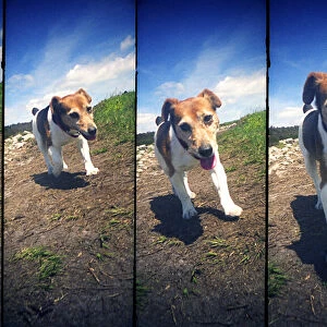 A four frame sequence of a walking dog