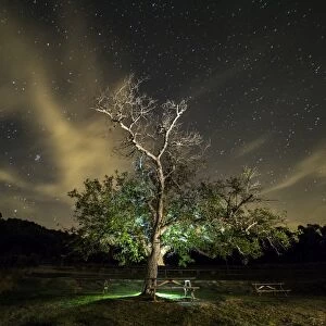 Great tree walnut in a zone of picnic one night with sky of stars and clouds
