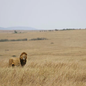 Male Lion in the Landscape of the Masai Mara National Reserve, Kenya, Africa