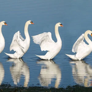 Sequence of a swan stretching the wings