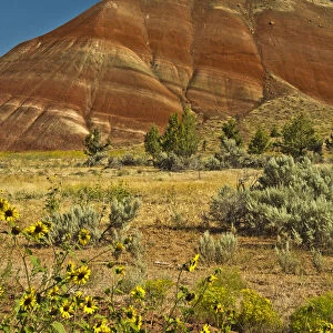 Sunflowers, Painted Hills, John Day Fossil Beds National Monument, Mitchell, Oregon, USA