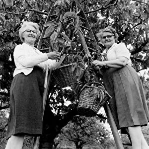 Mrs P Worrell (left) and Mrs H Finnis cherry picking at an orchard at Pick Hill, Tenterden