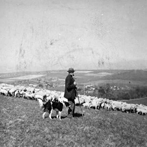 Sheep farming on the Sussex Downs near Rottingdean 1946