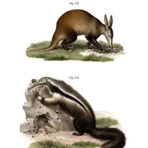 Aardvark, 1860 (colour litho)
