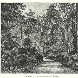 Australia: A Road through an Australian Forest (engraving)