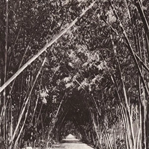 Bamboo avenue in the Jardin d Essay, Algiers, Algeria (b / w photo)