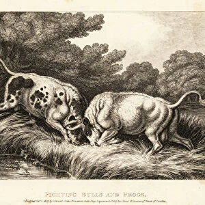 Two bulls locking horns near a pond full of frogs. 1811 (etching)