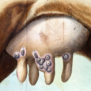 The cows breast used to inoculate the smallpox vaccine by Luigi Sacco (1769-1836