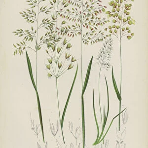 Creeping Soft Grass, Meadow Soft Grass, Common Oat Like Grass, Northern Holy Grass, Crested Koeleria (colour litho)