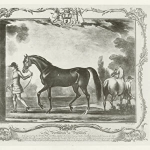 Dormouse, foaled 1738 (b / w photo)