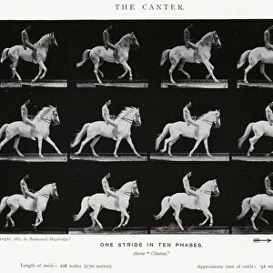 Eadweard Muybridge: The Canter (b / w photo)