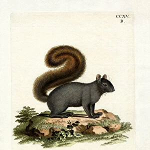 Eastern Fox Squirrel (coloured engraving)