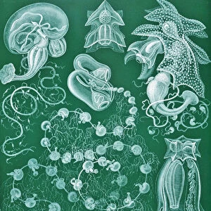 Examples of Siphonophorae from Kunstformen der Natur, 1899 (colour litho)