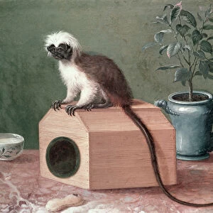 The Favourite Monkey of Carl Linnaeus (1707-78) (oil on canvas)
