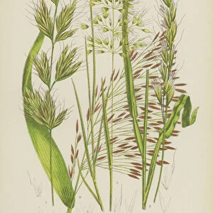 Flat Stemmed Oat Grass, Downy Oat Grass, Yellow Oat Grass, Common Reed (colour litho)