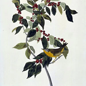 Flowers and Birds Silk Painting by John James Audubon (1780-1851) (ec. am. ) 1826-1830