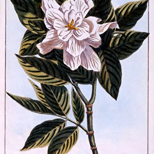 Gardenia G. augusta, illustration from Collection Precieuse et Enluminee Des