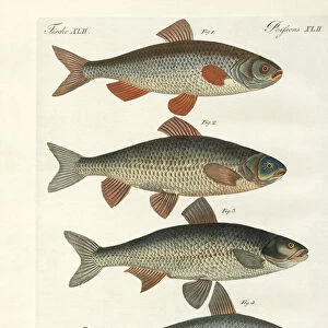 German river fish (coloured engraving)