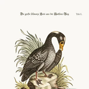 The Great Black Duck from Hudsons Bay, 1749-73 (coloured engraving)