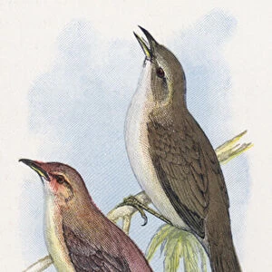 The Great Reed-Warbler, The Rufous Warbler (chromolitho)