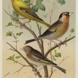 Greenfinch and Canary Mule, Bullfinch and Goldfinch Mule, Goldfinch and Linnet Mule (colour litho)