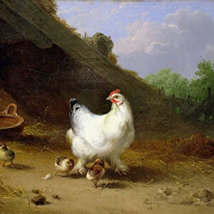 A hen with her chicks