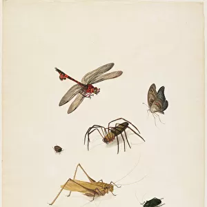Insects, c. 1805 (ink, w / c & graphite on paper)