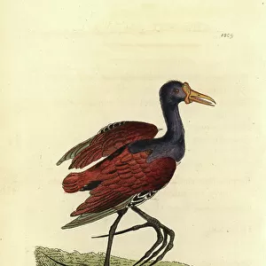 Jacanas Related Images