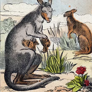 Kangaroo. Engraving in "Buffon Alphabet des Animaux". 3rd Series N 1