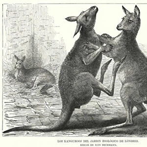 Kangaroos at London Zoo (litho)