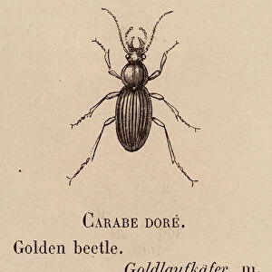 Le Vocabulaire Illustre: Carabe dore; Golden beetle; Goldlaufkafer (engraving)