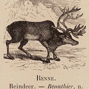 Le Vocabulaire Illustre: Renne; Reindeer; Rennthier (engraving)