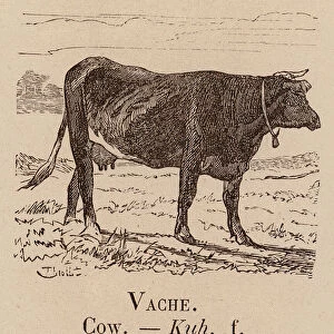 Le Vocabulaire Illustre: Vache; Cow; Kuh (engraving)