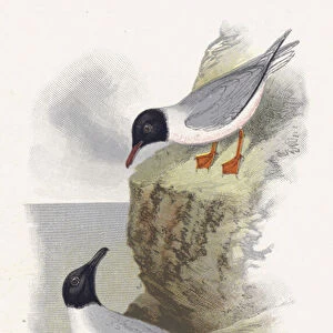 The Little Gull, Bonapartes Gull (chromolitho)