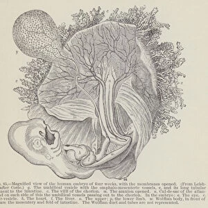 Magnified view of the human embryo of four weeks, with the membranes opened (engraving)