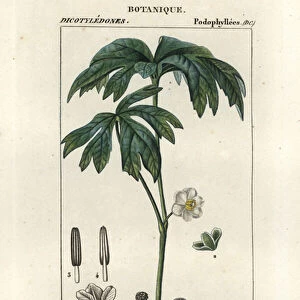 Mayapple, Podophyllum peltatum