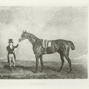 Middleton, foaled 1822 (b / w photo)