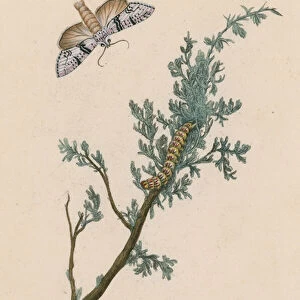 Moth, caterpillar and chrysalis (colour litho)