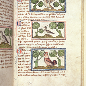 Ms 379, f. 25r: Three birds on the ground, from a Bestiary, early 14th century (parchment)