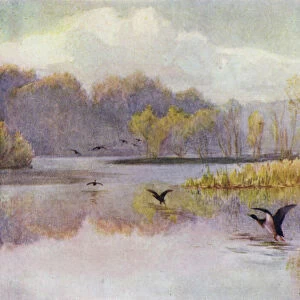 The New Forest: The Pool at Minstead Mill (colour litho)